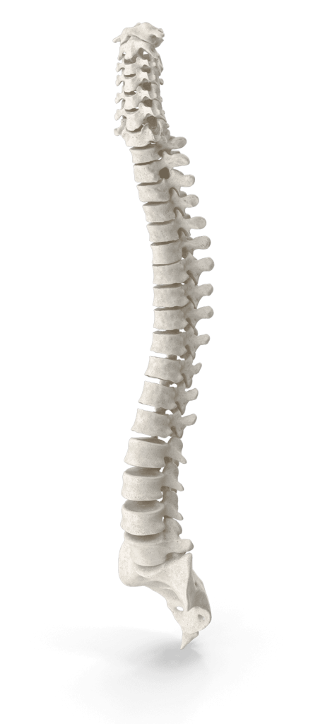 Human-Spine